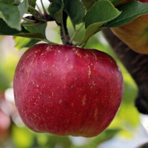Pommes